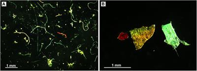 Dispersion, Accumulation, and the Ultimate Fate of Microplastics in Deep-Marine Environments: A Review and Future Directions